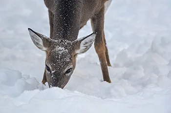 DNR doubles deer habitat grant funding in local counties